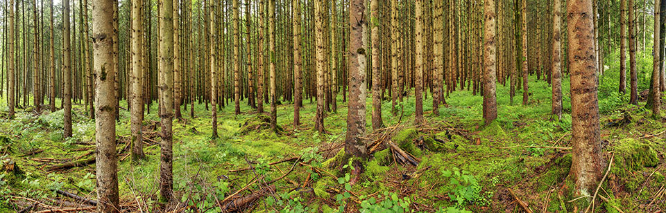 Panoramaaufnahme im Bannwald bei Schwangau